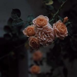 女人穿内衣被操
